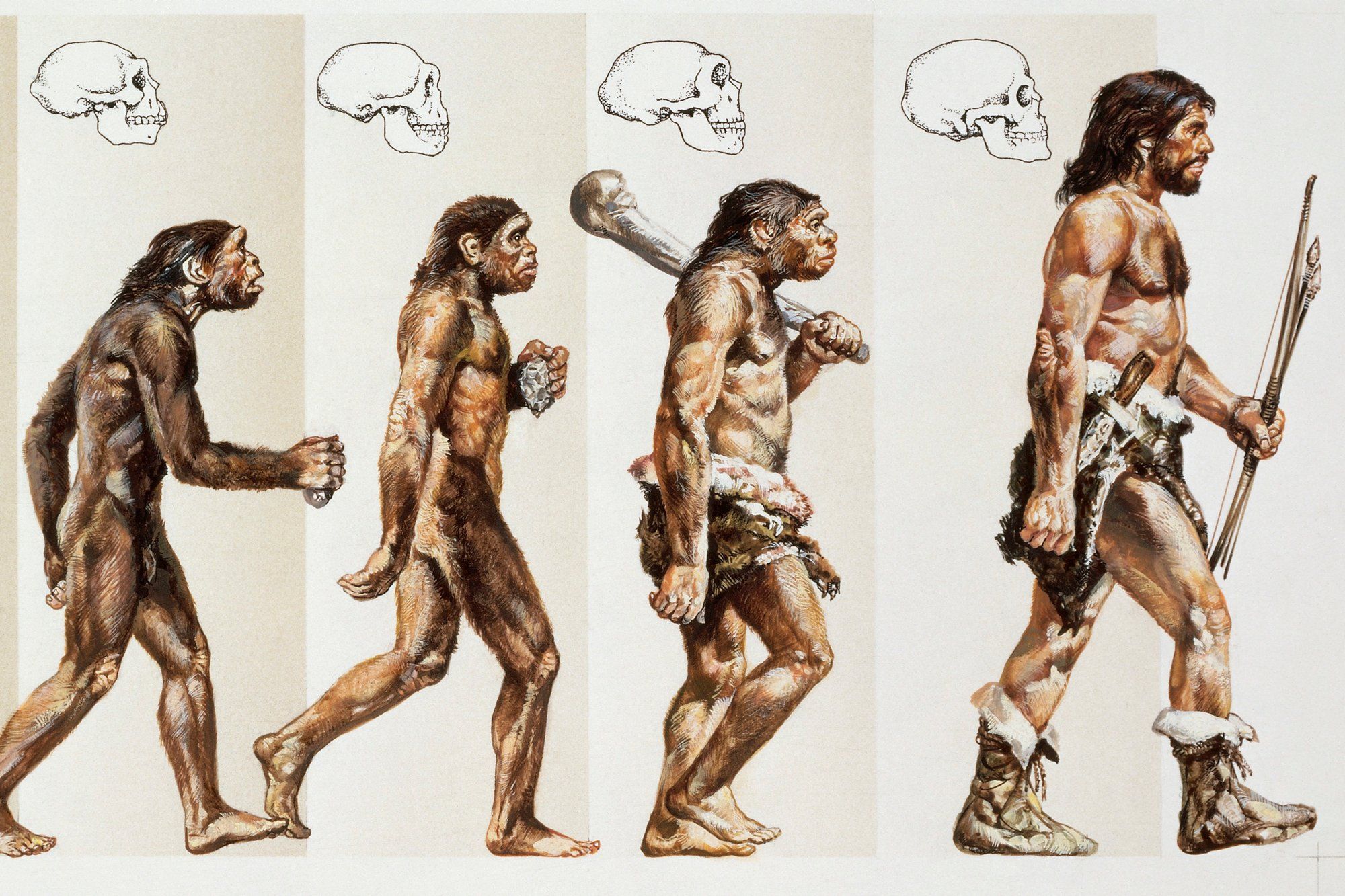 7 Ways Science Has Proven The Theory Of Evolution - Goliath